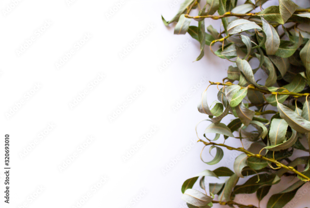 Branches with green dry leaves on a white background with place for text. copy space, top view, flat lay Branches with green dry leaves on a white background with place for text. copy space, top view, flat lay