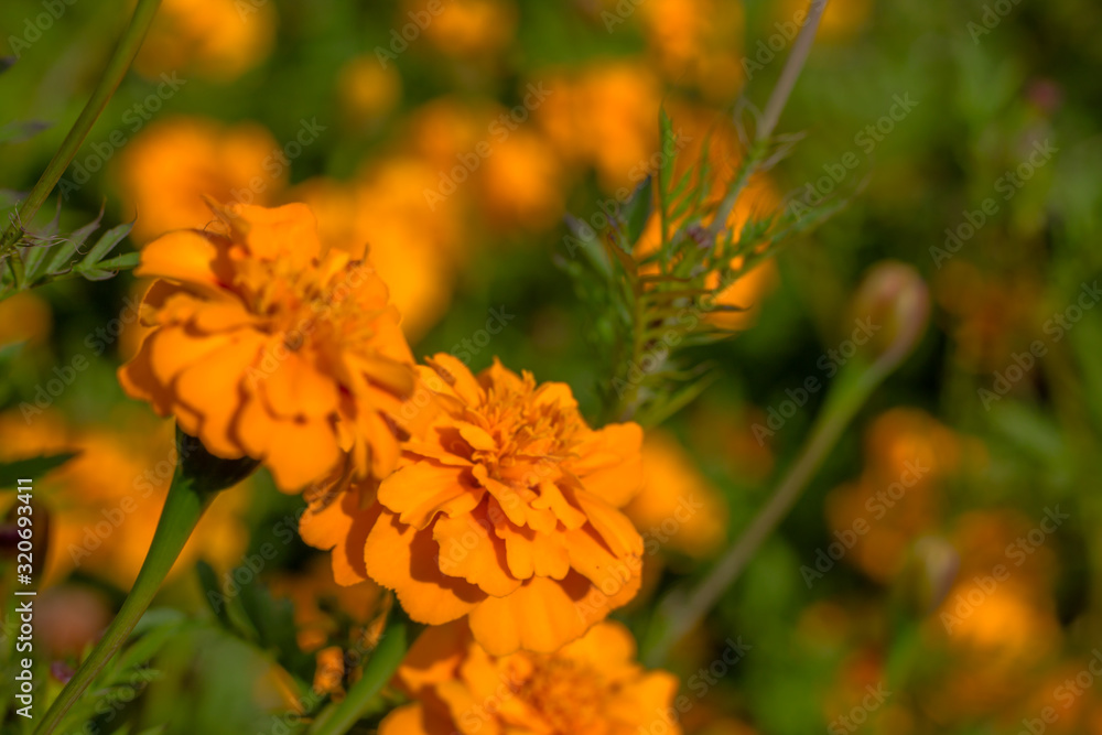 Natural meadow of orange marigold flowers also known as tagetes or genda plants Natural meadow of orange marigold flowers also known as tagetes or genda plants