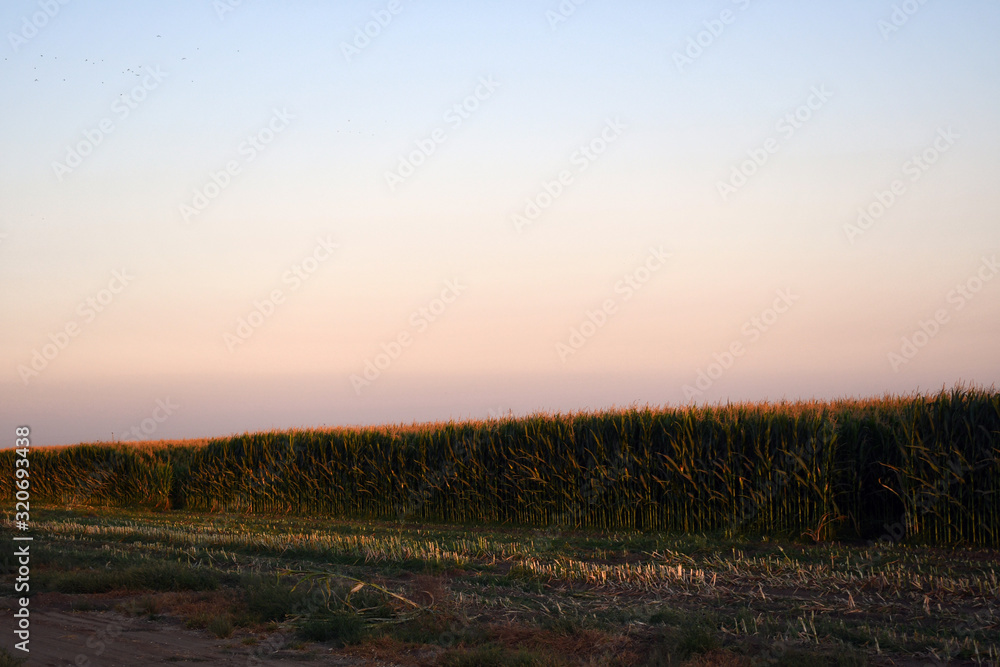 a Corn field at sunset