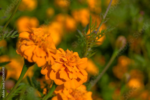 Natural meadow of orange marigold flowers also known as tagetes or genda plants