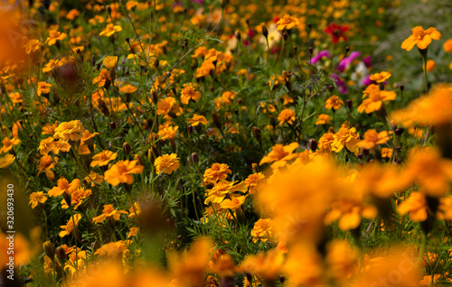 Marigold flowers in bloom- yellow and orange flowerbed diagonal composition, landscape design, sunny day. natural medicine plant.