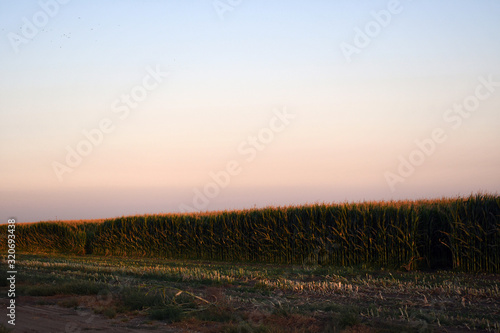 a Corn field at sunset