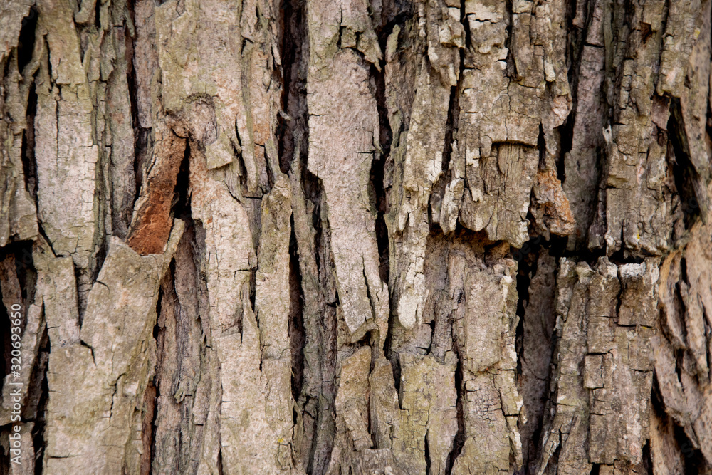 Tree bark texture. Wooden texture and background Tree bark texture. Wooden texture and background