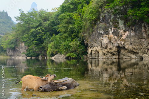 Photography Mother Asian water buffalo nuzzling calf in a pond of the Li river at Fuli near