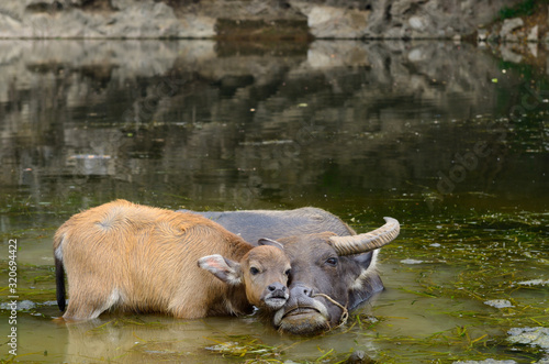 Canvas Print Asian water buffalo calf caressing mother in a pond of the Li river at Fuli near