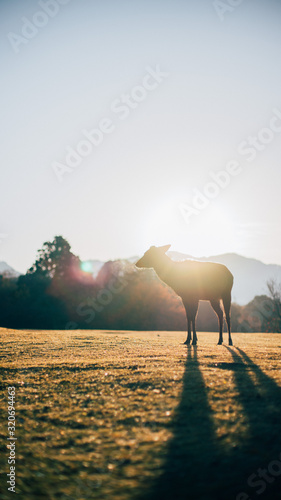 Japanese deer