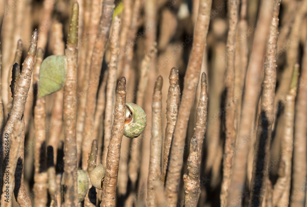 The salt marsh periwinkle snail (Littoraria irrorate) on the air roots