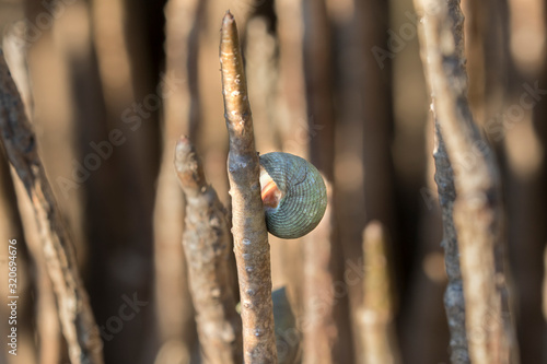 Картината върху платно The salt marsh periwinkle snail (Littoraria irrorate) on the air roots of black