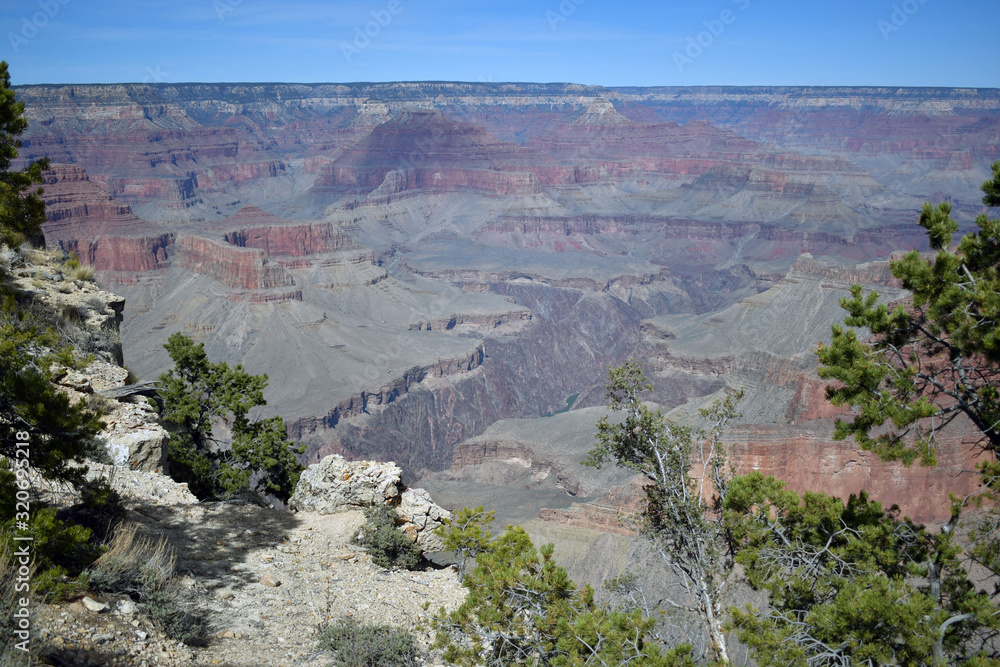 Trees growing on the edge of Grand Canyon