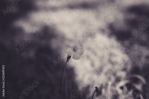 Beautiful flower with bokeh in black and white