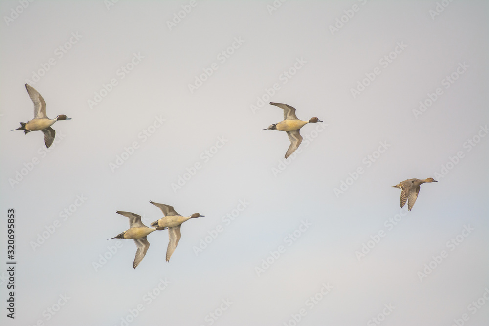 Three Pintail ducks flying in a line. Three Pintail ducks flying in a line.