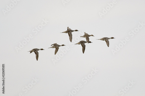 Three Pintail ducks flying in a line.