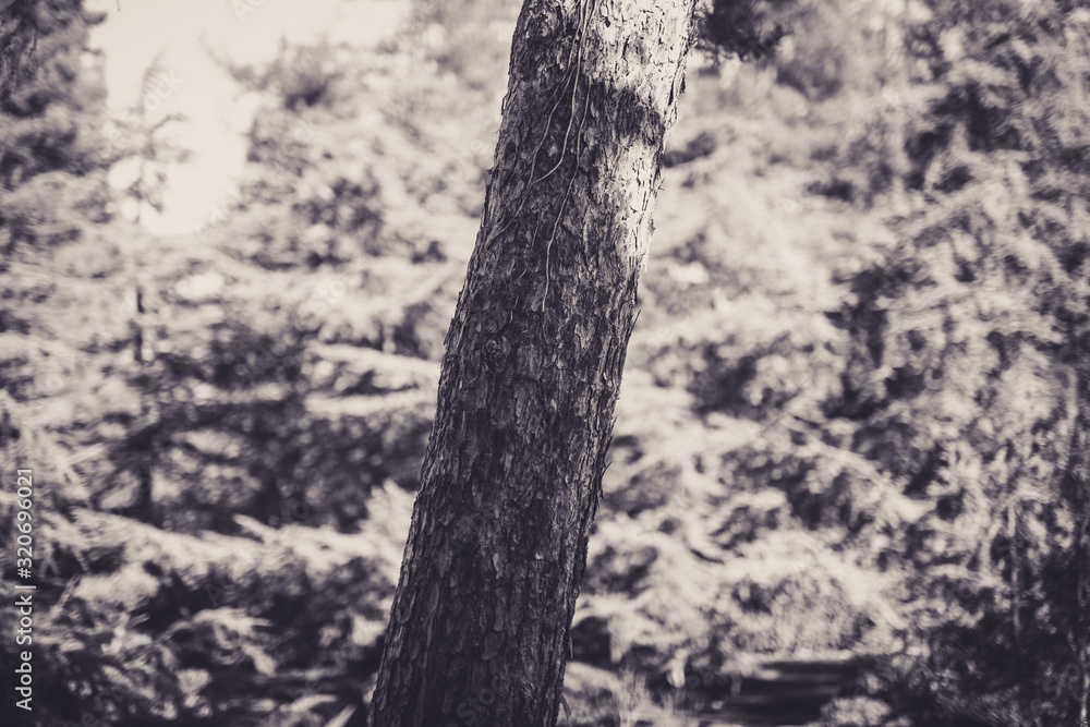 Fototapeta premium Beautiful tree with bokeh at the Japanese Friendship Garden in San Jose California in black and white