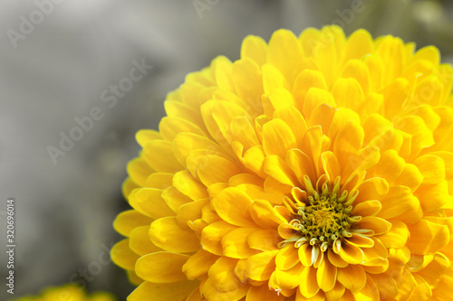 closeup beautiful yellow chrysanthemum flower in the garden  flower background