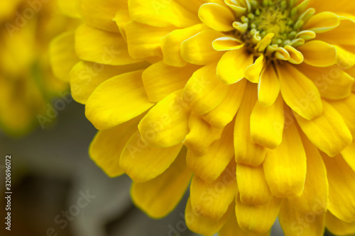 closeup beautiful yellow chrysanthemum flower in the garden  flower background