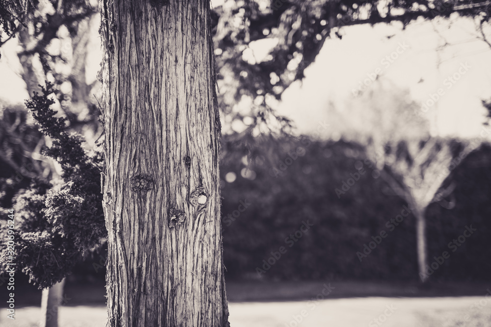 Fototapeta premium Beautiful tree with bokeh at the Japanese Friendship Garden in San Jose California in black and white