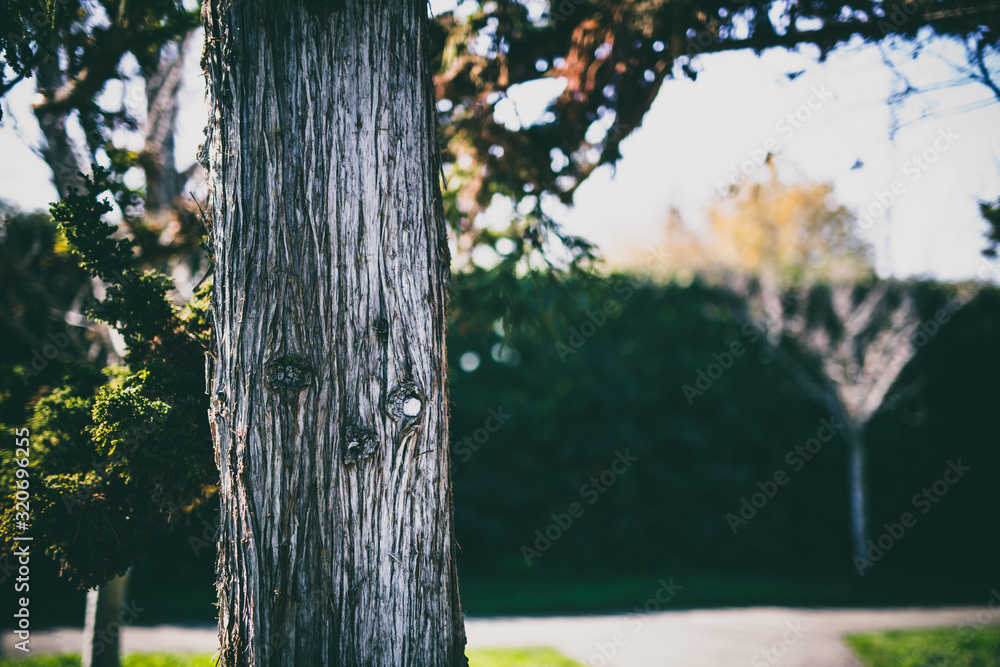 Obraz premium Beautiful tree with colorful bokeh at the Japanese Friendship Garden in San Jose California