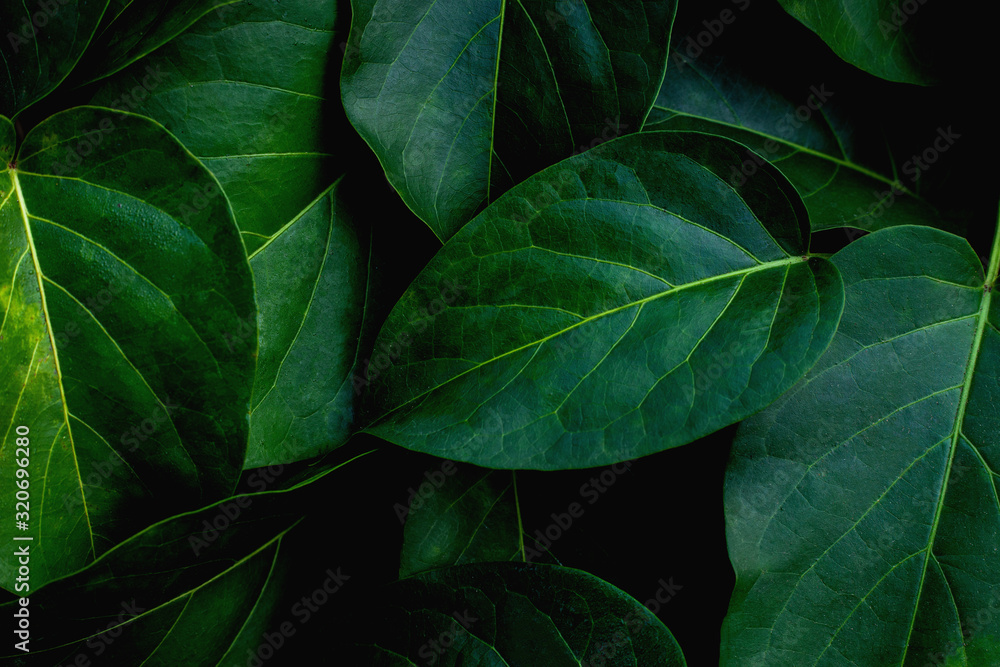 Fototapeta premium closeup nature view of green leaf in garden, dark wallpaper concept, nature background, tropical leaf