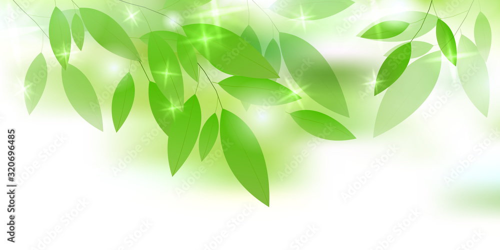 新緑 葉 緑 背景 新緑 葉 緑 背景