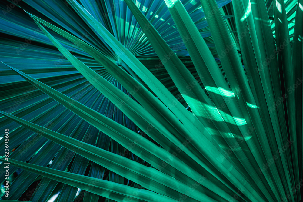 Fototapeta Zielone liście palmy w blasku słońca