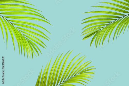 Natural palm leaf on pastel blue background  nature background