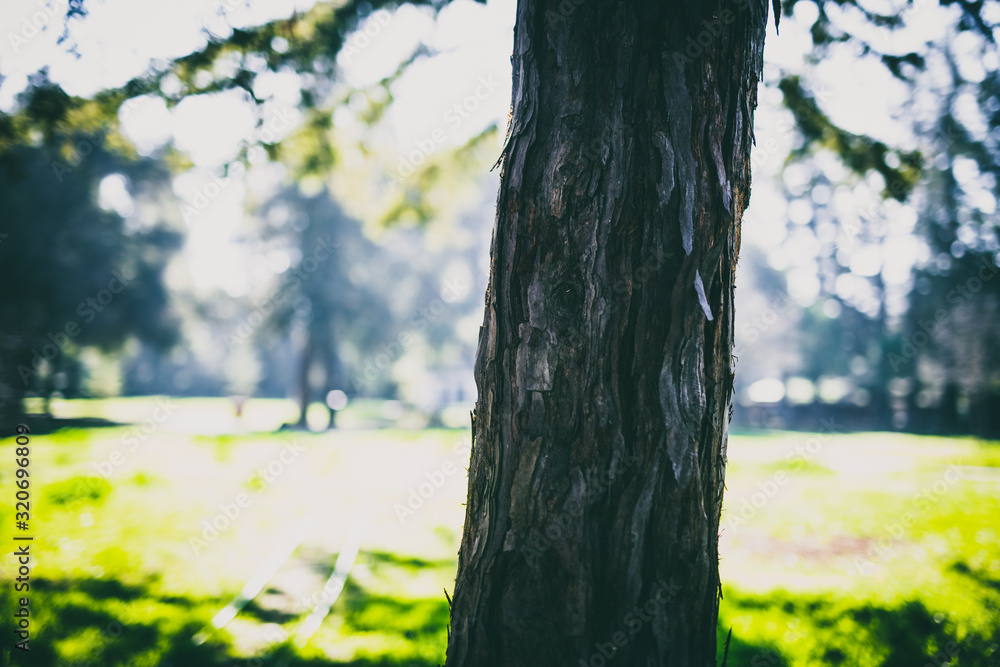 Fototapeta premium Beautiful tree with colorful bokeh at the Japanese Friendship Garden in San Jose California