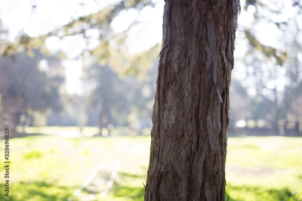 Obraz premium Beautiful tree with colorful bokeh at the Japanese Friendship Garden in San Jose California