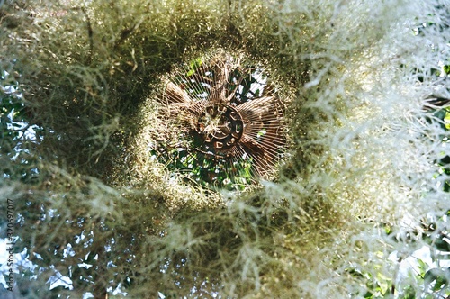 Spanish Moss, Grandpas Beard isolated on the tree photo