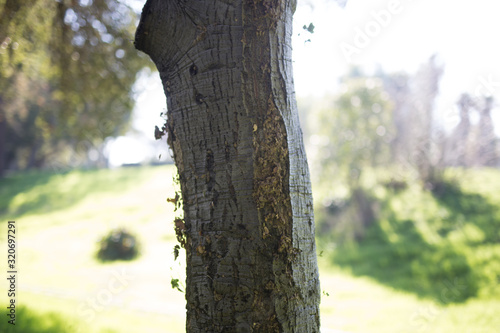 Beautiful tree with colorful bokeh at the Japanese Friendship Garden in San Jose California