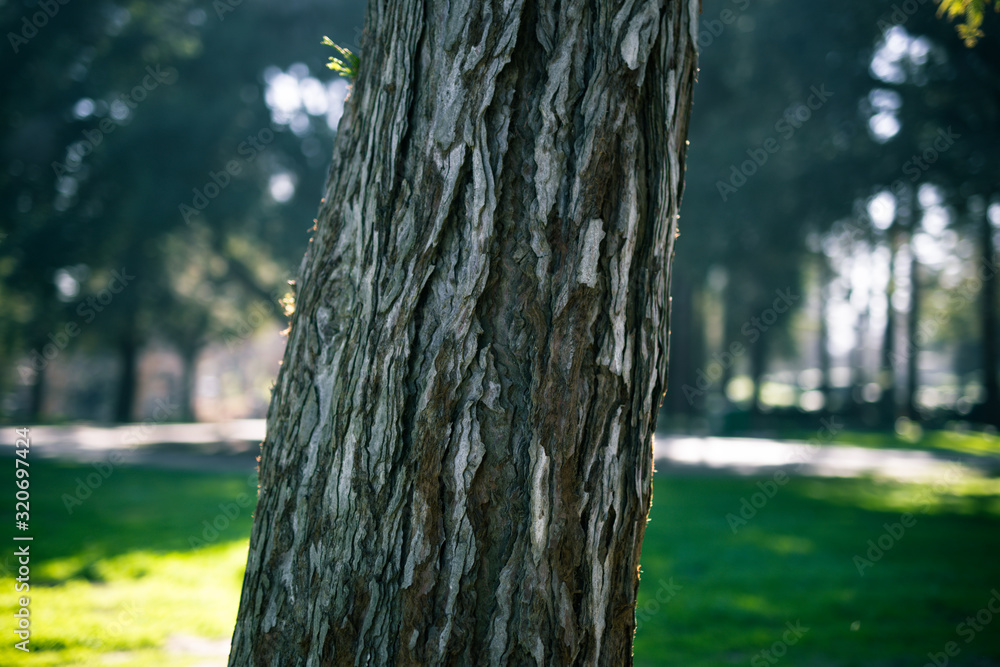 Fototapeta premium Beautiful tree with colorful bokeh at the Japanese Friendship Garden in San Jose California