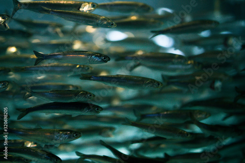 Beautiful swimming fish at Monterrey Bay Aquarium photo