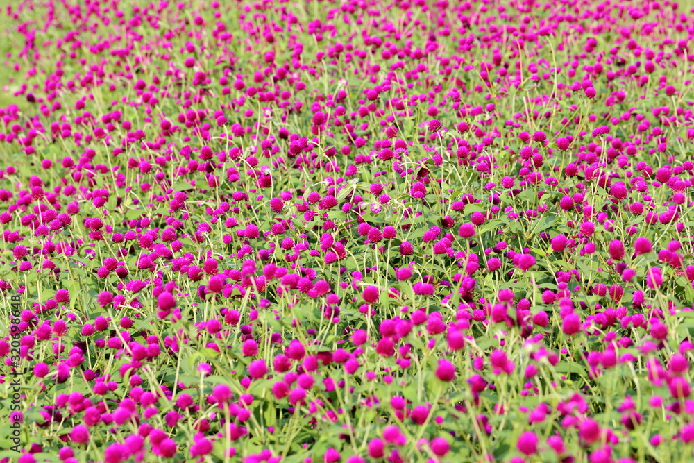 Globe amaranth flower in the garden of King Rama IX park in Thailand