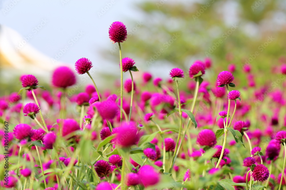 Globe amaranth flower in the garden of King Rama IX park in Thailand Globe amaranth flower in the garden of King Rama IX park in Thailand