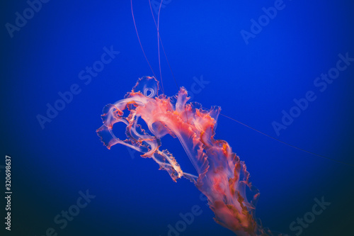 Beautiful Jellyfish drifting at the Monterrey Bay Aquarium  © Kevin