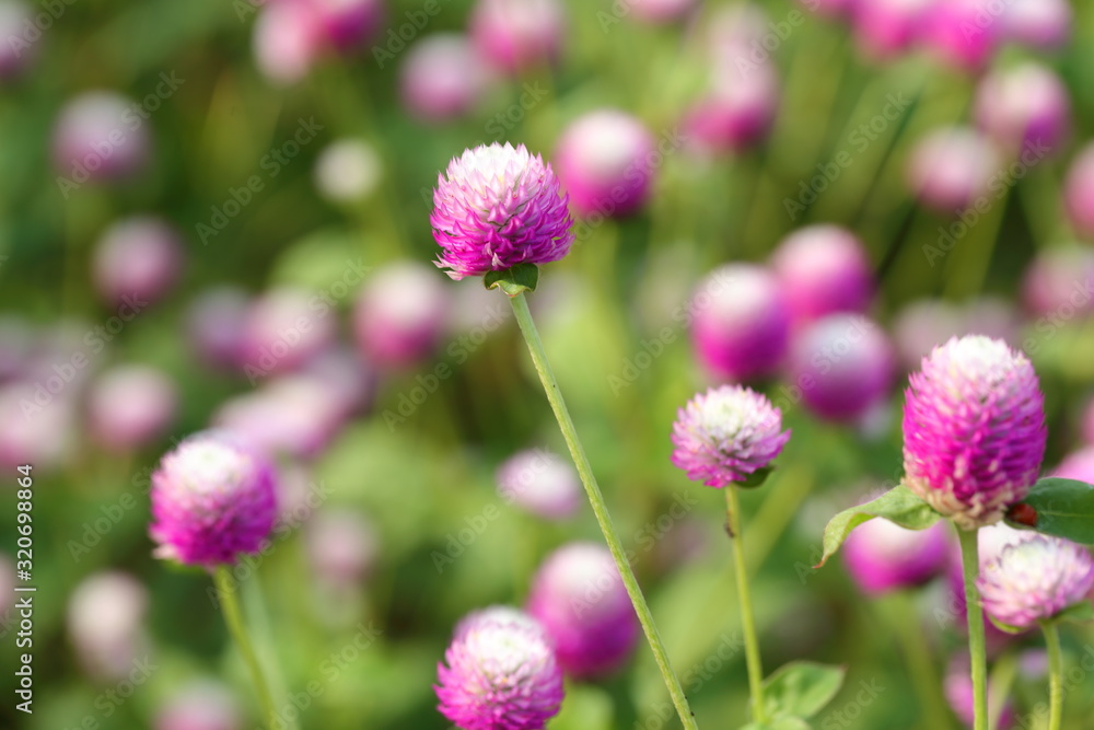 Closeup,Globe amaranth flower in the garden of King Rama IX park in Thailand Closeup,Globe amaranth flower in the garden of King Rama IX park in Thailand