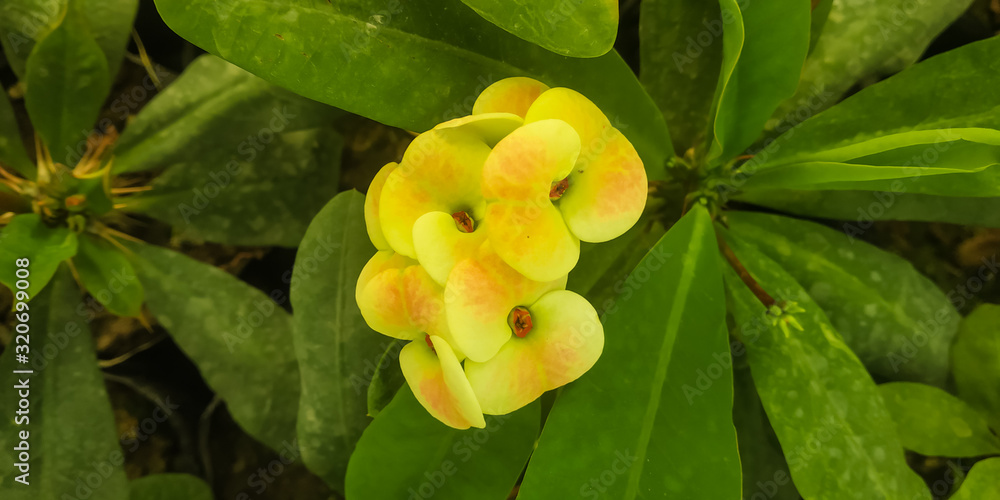 yellow flower yellow flower