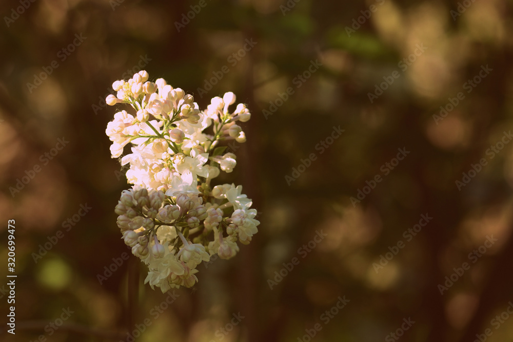 Bush of white lilac flowers in sunny summer day. Retro style toned Bush of white lilac flowers in sunny summer day. Retro style toned
