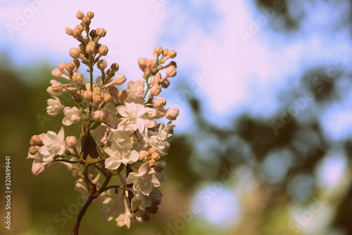 Bush of white lilac flowers in sunny summer day. Retro style toned