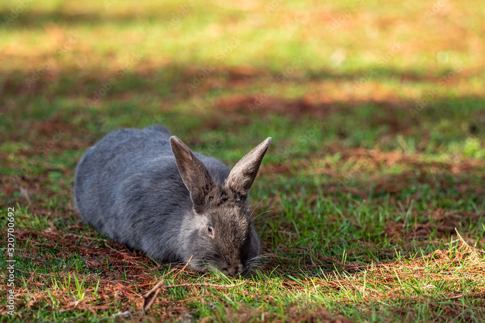 one chubby grey rabbit eating on thin grass field on a sunny day in the park one chubby grey rabbit eating on thin grass field on a sunny day in the park