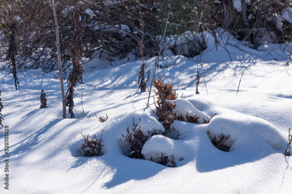 Snowdrifts in the winter forest Snowdrifts in the winter forest