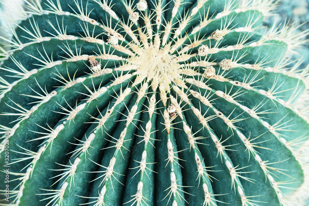Natural green cactus close up in nature. Wild prickly succulent plant outdoors with sun light. Selective focus Natural green cactus close up in nature. Wild prickly succulent plant outdoors with sun light. Selective focus
