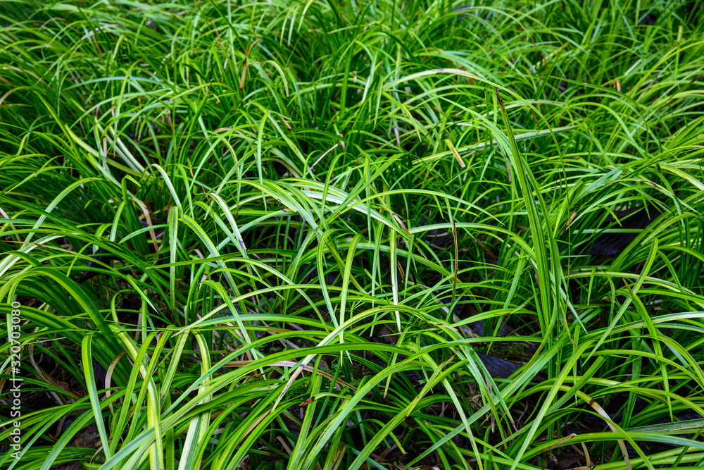 Green ornamental grass as a nature background Green ornamental grass as a nature background