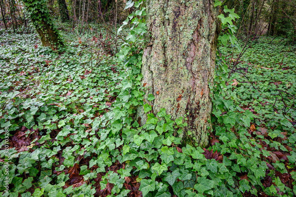 Invasive English ivy taking over woodland, winter day
