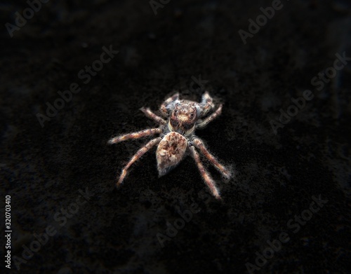 Spider isolated on dark background. Menemerus bivittatus is a spider in the Salticidae family commonly known as the gray wall jumper.