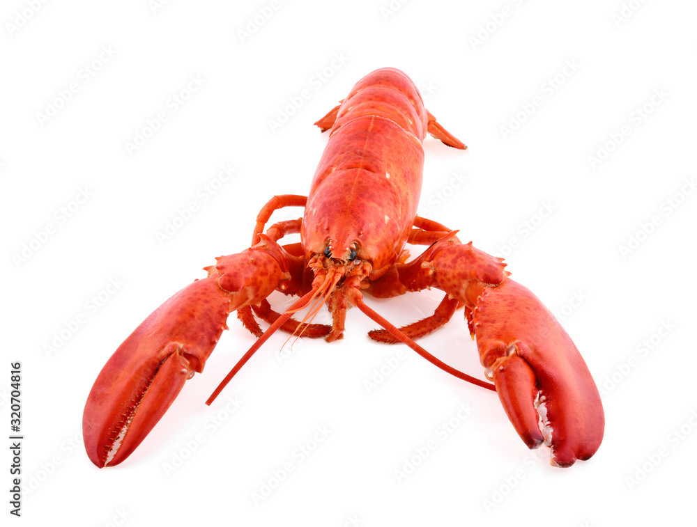 Lobster isolated on white background