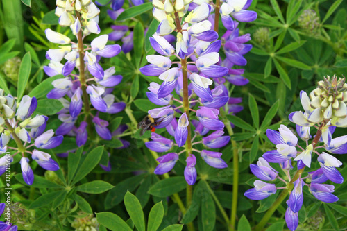 Broadleaf Lupine (OR 00083)