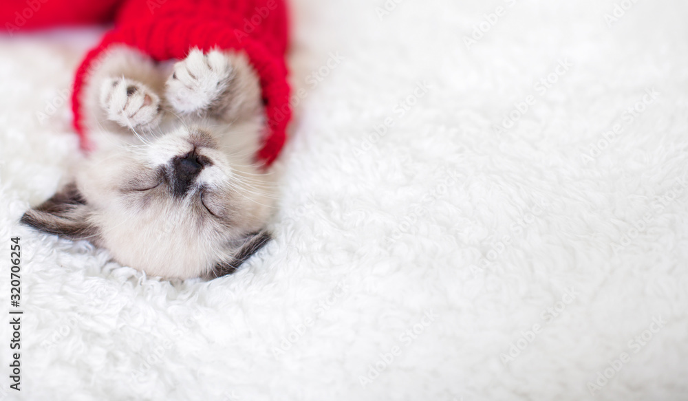 Kitten sleep in red sock Kitten sleep in red sock