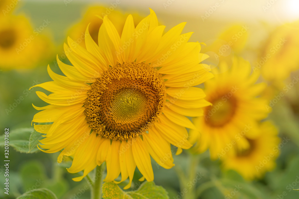 Field of Sunflower blooming in Sunflowers garden Field of Sunflower blooming in Sunflowers garden