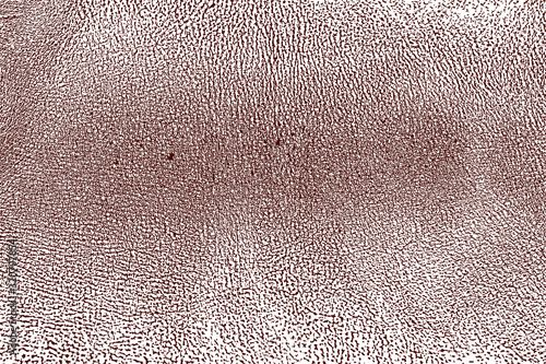 vector pattern the texture of the skin of the animal. genuine leather
