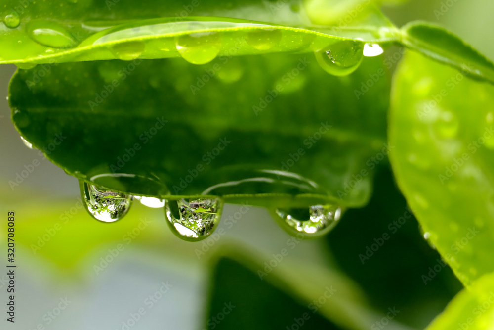 Fototapeta premium water drops on green leaf